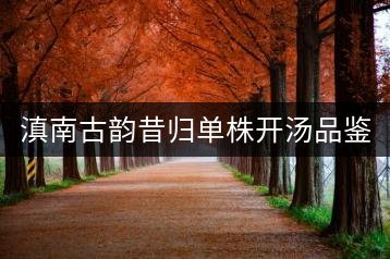 滇南古韻昔歸單株開湯品鑒——獨樹一味