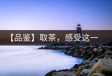 【品鑒】取茶，感受這一輪鳳起古茶的魅力