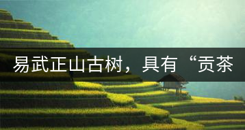 易武正山古樹(shù)，具有“貢茶范”
