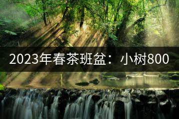 2023年春茶班盆：小樹800元／公斤，古樹1600-2200元／公斤