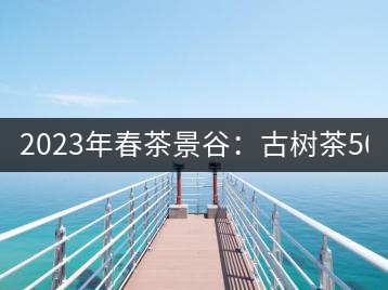 2023年春茶景谷：古樹茶500-600元／公斤，紫芽茶300-480元／公斤，白芽茶1200-2000元／公斤。