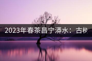 2023年春茶昌寧漭水：古樹(shù)混采純料480-600元／公斤，大樹(shù)360-420元／公斤，臺(tái)地260-300元／公斤，古樹(shù)單株均價(jià)880-1200元／公斤。