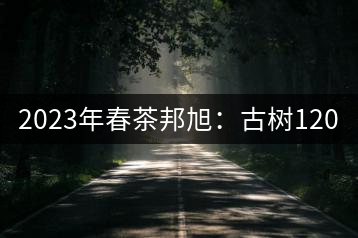 2023年春茶邦旭：古樹(shù)120-160元／公斤