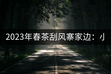 2023年春茶刮風(fēng)寨家邊：小樹400-500，古樹1000-1600元／公斤