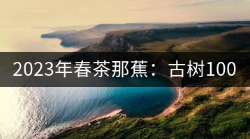 2023年春茶那蕉：古樹1000-1500元／公斤，中樹600-800元／公斤