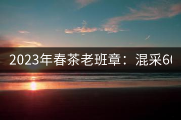 2023年春茶老班章：混采6000-8000元／公斤，挑采：12000元／公斤