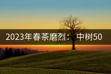 2023年春茶磨烈： 中樹500-600元／公斤，古樹混采：2200-2600元／公斤