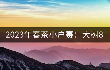 2023年春茶小戶賽：大樹800元／公斤，古樹1200-1300元／公斤