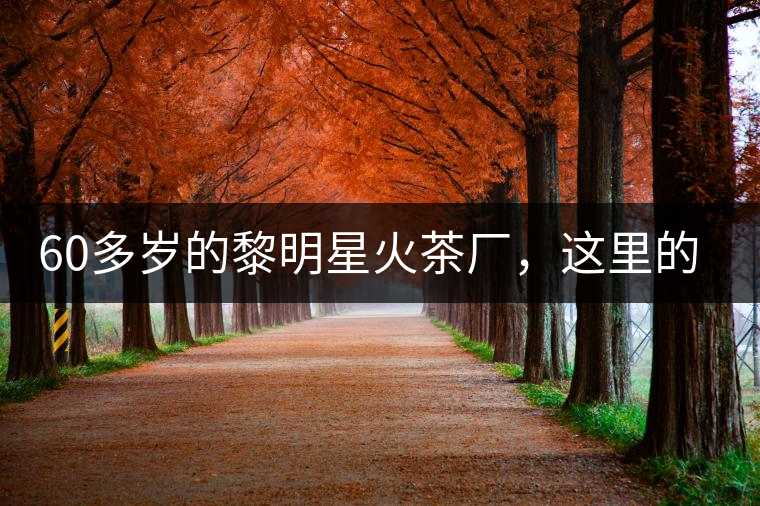 60多歲的黎明星火茶廠，這里的人依然在做茶