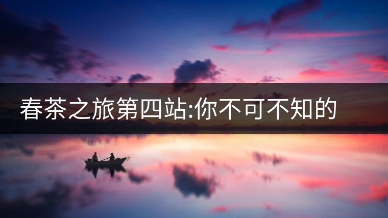 春茶之旅第四站:你不可不知的景邁春茶之旅第四站：你不可不知的景邁