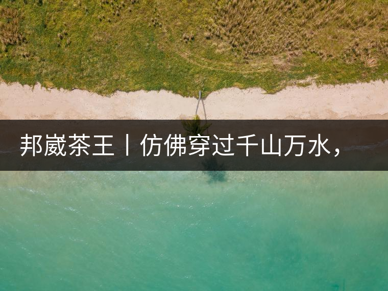 邦崴茶王丨仿佛穿過千山萬水，就是為了它而來邦崴茶王丨仿佛穿過千山萬水，就是為了它而來