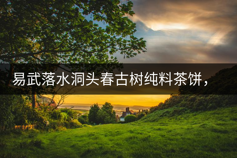 易武落水洞頭春古樹純料茶餅，實(shí)現(xiàn)原料和工藝的兩優(yōu)結(jié)合