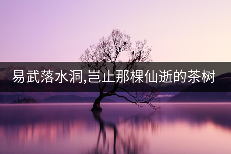 易武落水洞,豈止那棵仙逝的茶樹(shù)王?易武落水洞,豈止那棵仙逝的茶樹(shù)王？