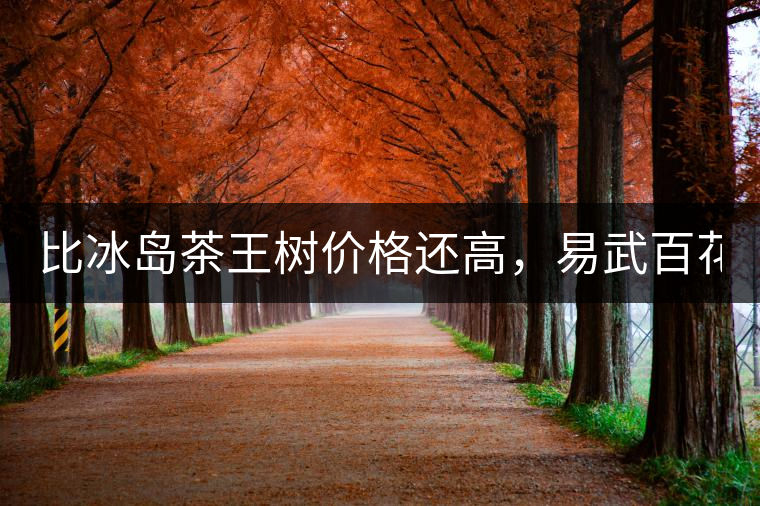 比冰島茶王樹價格還高，易武百花潭高桿古樹茶以100萬成...比冰島茶王樹價格還高，易武百花潭高桿古樹茶以100萬成交