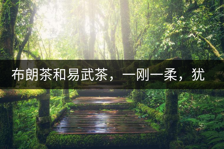 布朗茶和易武茶，一剛一柔，猶如洪拳與太極