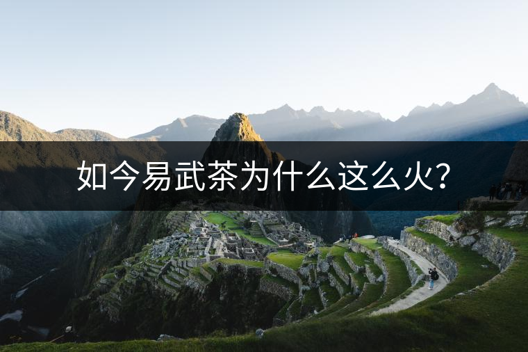 如今易武茶為什么這么火？