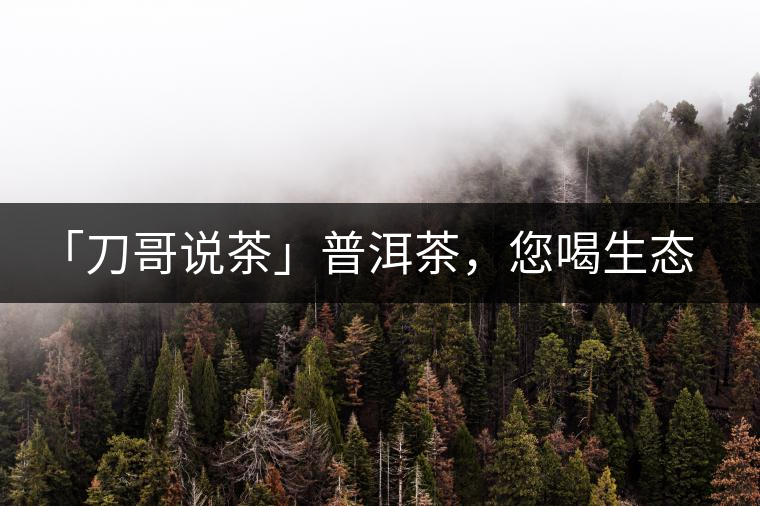 「刀哥說(shuō)茶」普洱茶，您喝生態(tài)還是喝樹(shù)齡？