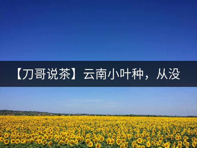 【刀哥說(shuō)茶】云南小葉種，從沒(méi)落到回歸