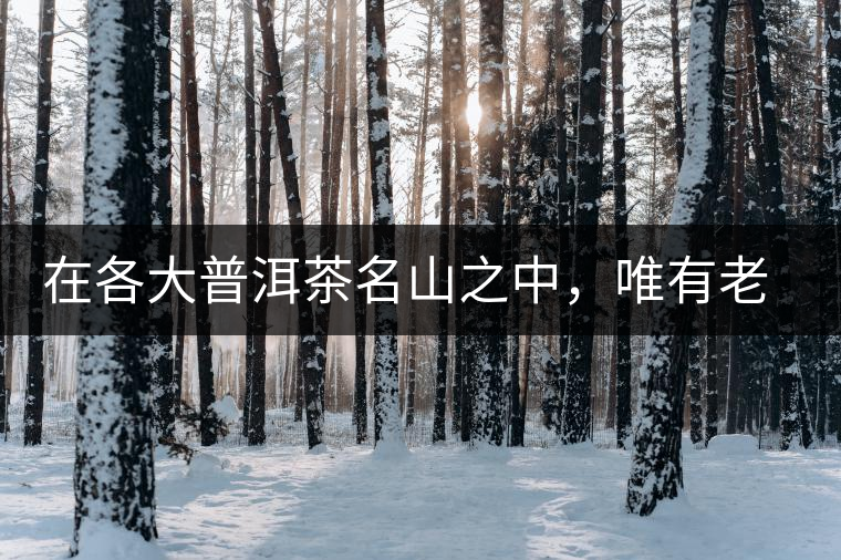 在各大普洱茶名山之中，唯有老曼峨古樹茶才能稱得上戰(zhàn)狼