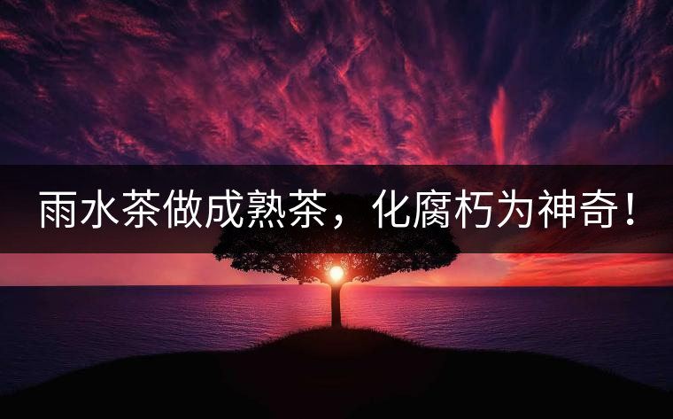 雨水茶做成熟茶，化腐朽為神奇！