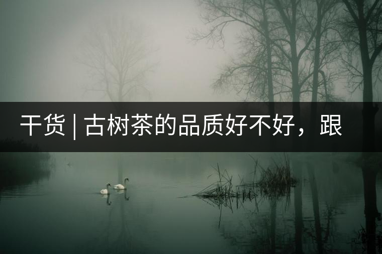 干貨 | 古樹茶的品質(zhì)好不好，跟耐泡度真的有關(guān)聯(lián)嗎？