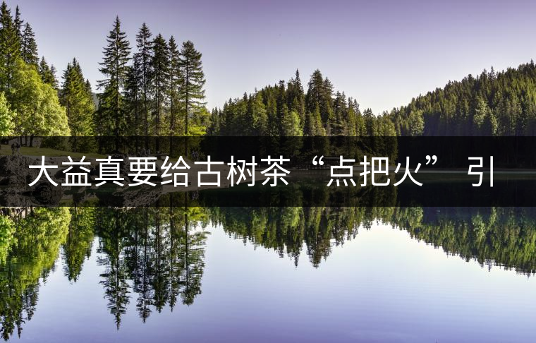 大益真要給古樹茶“點(diǎn)把火” 引火燒身？