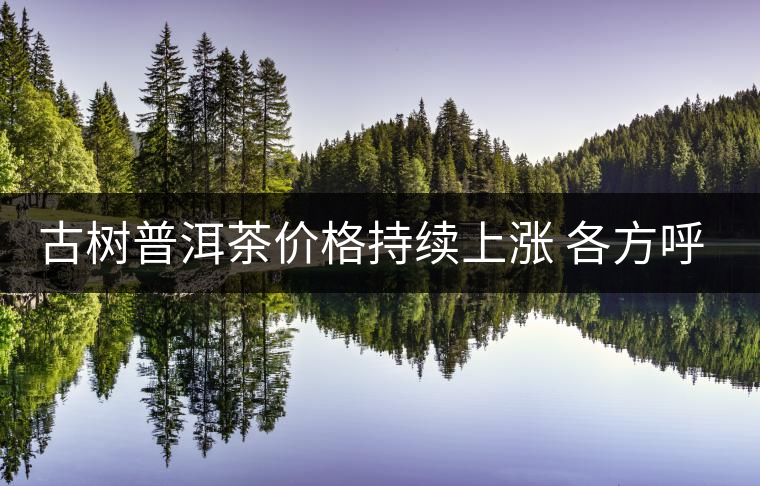古樹(shù)普洱茶價(jià)格持續(xù)上漲 各方呼吁有序開(kāi)采 古樹(shù)普洱茶價(jià)格持續(xù)上漲 各方呼吁有序開(kāi)采