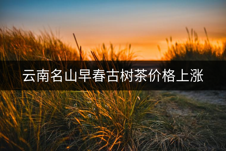 云南名山早春古樹茶價(jià)格上漲 云南名山早春古樹茶價(jià)格上漲