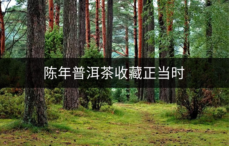 陳年普洱茶收藏正當時 陳年普洱茶收藏正當時