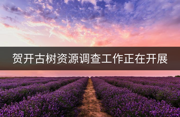 賀開古樹資源調(diào)查工作正在開展