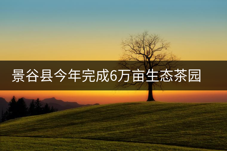 景谷縣今年完成6萬畝生態(tài)茶園建設