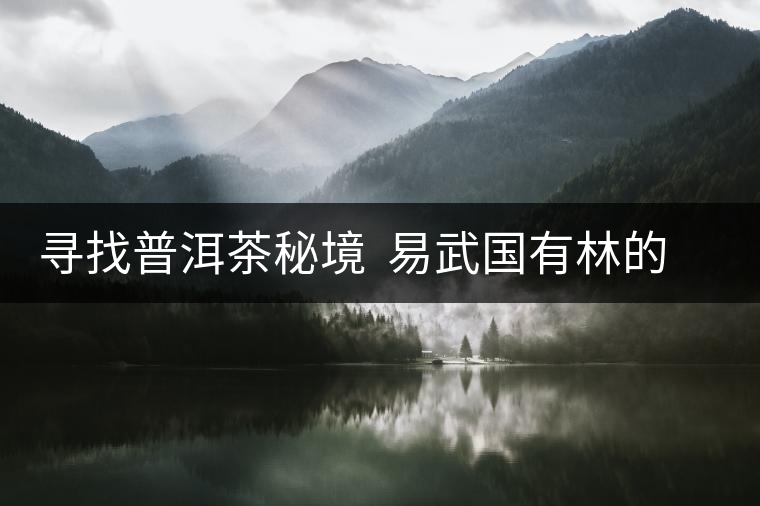 尋找普洱茶秘境  易武國有林的追逐戰(zhàn)