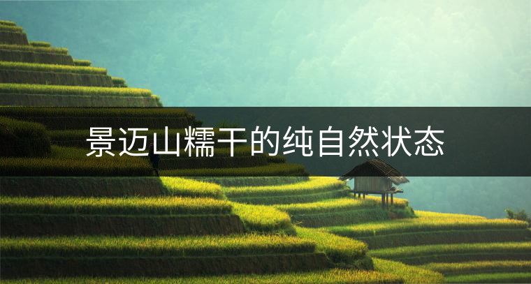 景邁山糯干的純自然狀態(tài) 景邁山糯干的純自然狀態(tài)