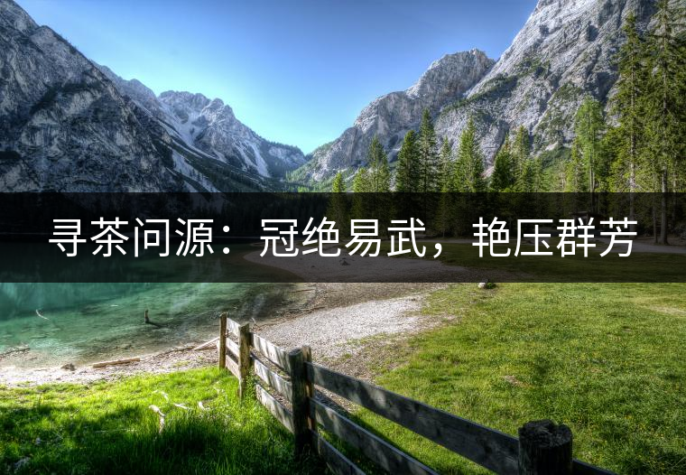 尋茶問源：冠絕易武，艷壓群芳