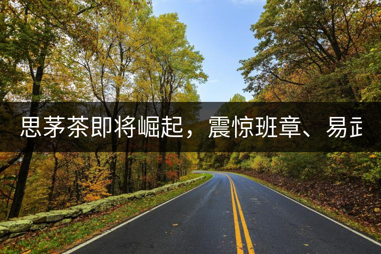 思茅茶即將崛起，震驚班章、易武！