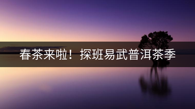 春茶來(lái)啦！探班易武普洱茶季