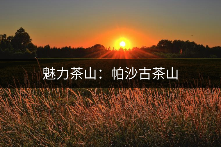 魅力茶山:帕沙古茶山 魅力茶山:帕沙古茶山