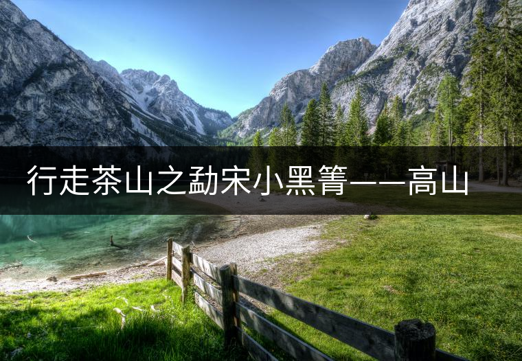 行走茶山之勐宋小黑箐——高山密林出古茶 行走茶山之勐宋小黑箐——高山密林出古茶