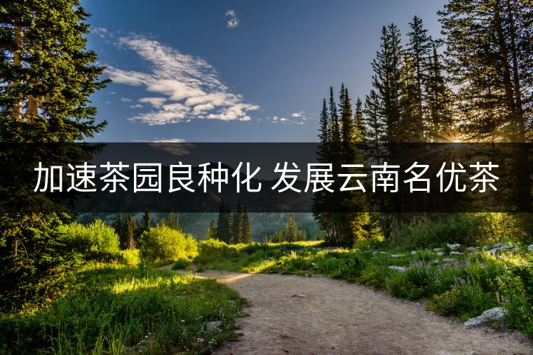 加速茶園良種化 發(fā)展云南名優(yōu)茶 加速茶園良種化 發(fā)展云南名優(yōu)茶