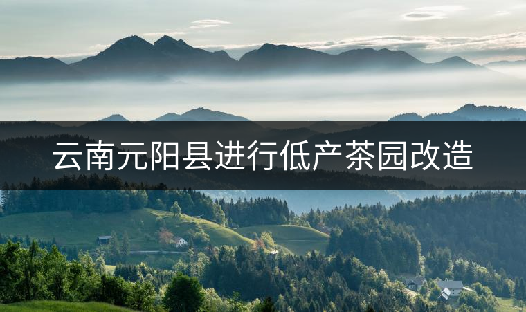 云南元陽縣進(jìn)行低產(chǎn)茶園改造 云南元陽縣進(jìn)行低產(chǎn)茶園改造