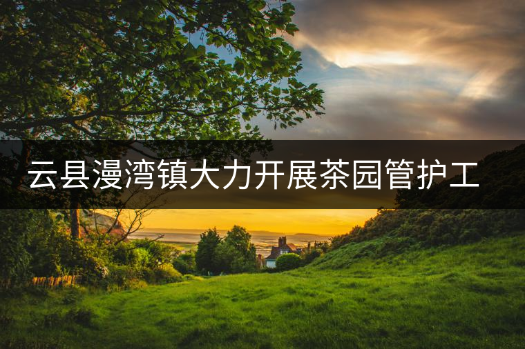 云縣漫灣鎮(zhèn)大力開展茶園管護工作 云縣漫灣鎮(zhèn)大力開展茶園管護工作
