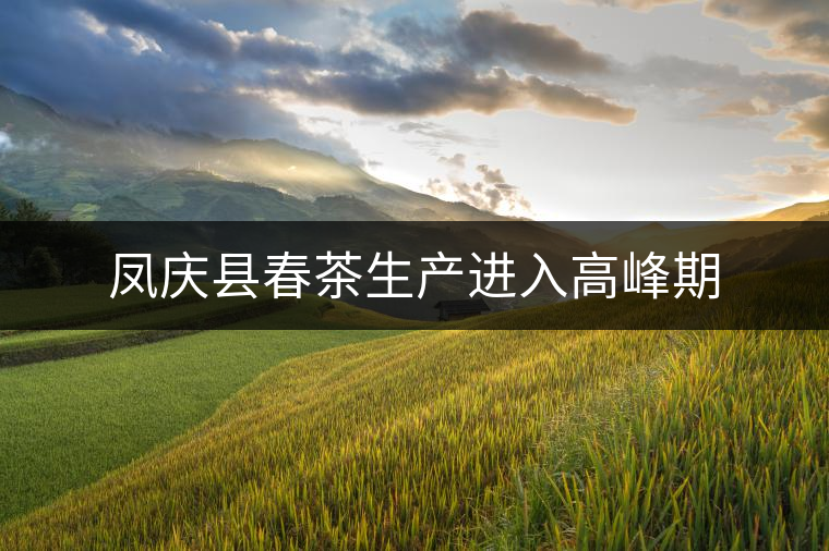 鳳慶縣春茶生產(chǎn)進入高峰期 鳳慶縣春茶生產(chǎn)進入高峰期