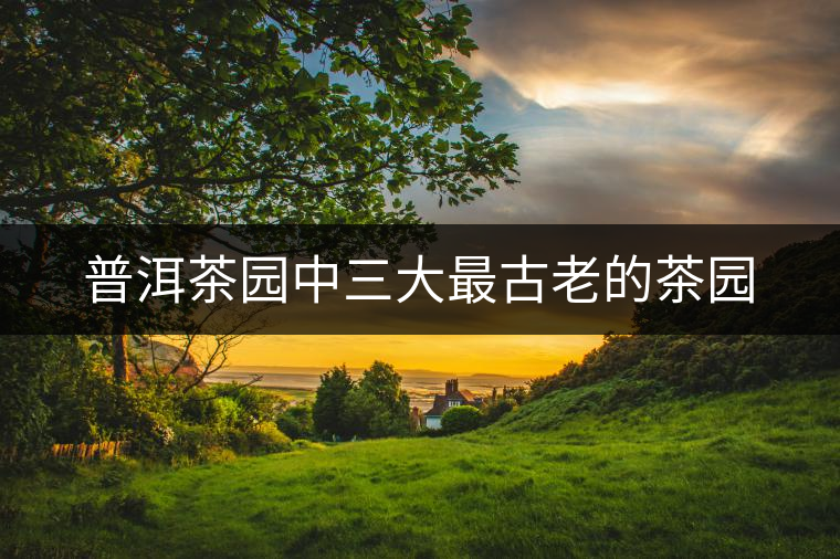 普洱茶園中三大最古老的茶園 普洱茶園中三大最古老的茶園