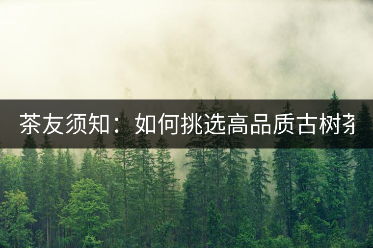 茶友須知：如何挑選高品質(zhì)古樹茶？