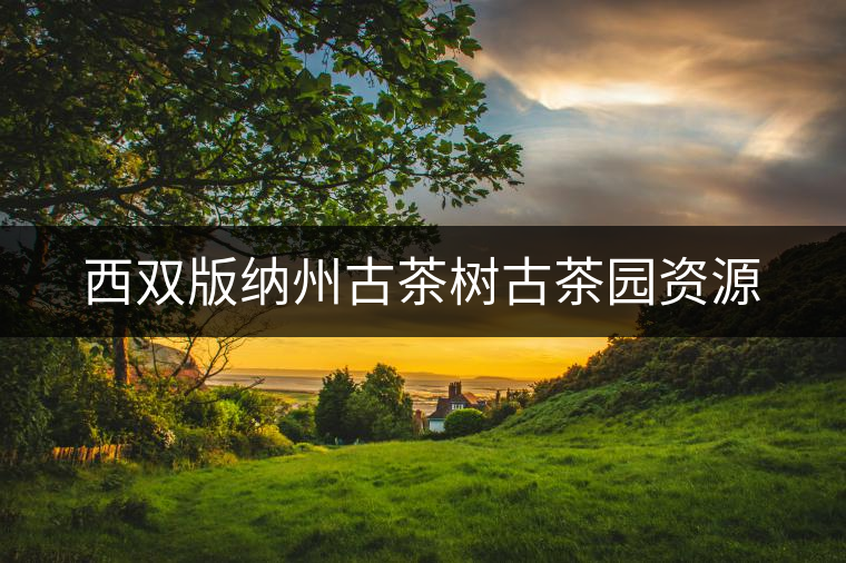 西雙版納州古茶樹(shù)古茶園資源