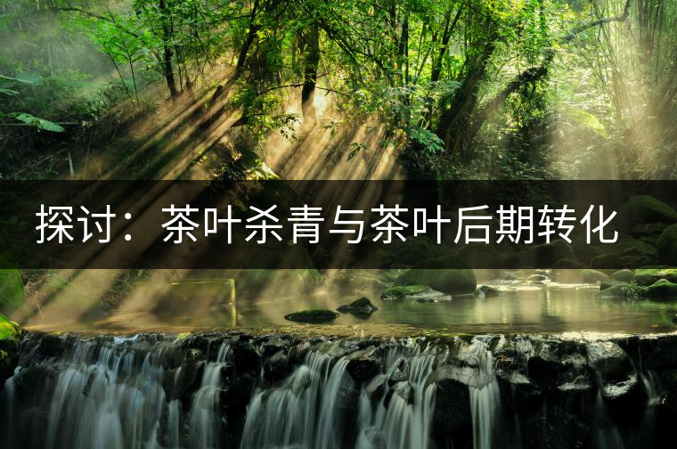 探討:茶葉殺青與茶葉后期轉(zhuǎn)化有什么關(guān)系? 探討:茶葉殺青與茶葉后期轉(zhuǎn)化有什么關(guān)系?
