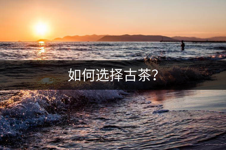 如何選擇古茶？