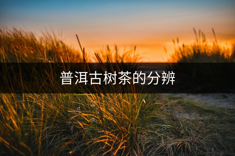 普洱古樹(shù)茶的分辨 普洱古樹(shù)茶的分辨