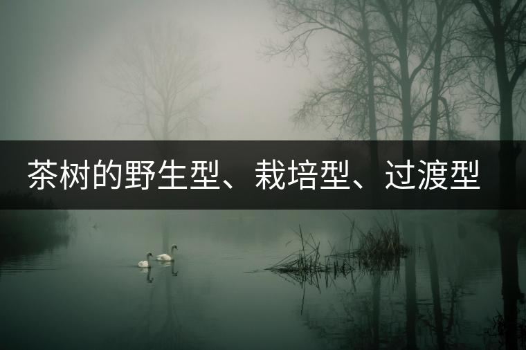 茶樹的野生型、栽培型、過渡型是怎么界定的？