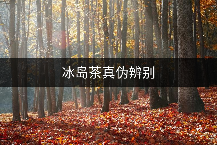 冰島茶真?zhèn)伪鎰e 冰島茶真?zhèn)伪鎰e